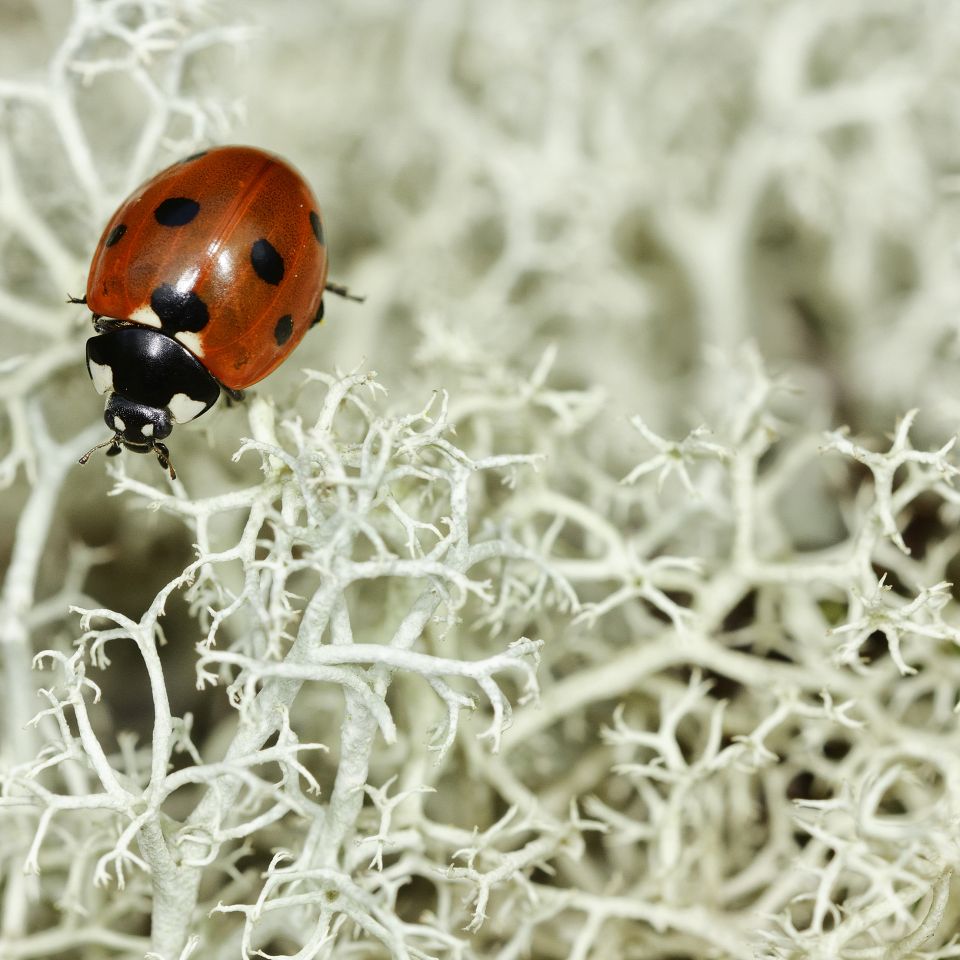 Alopex Media i Staby viser de fascinerende facetter af dansk natur i billeder og ord