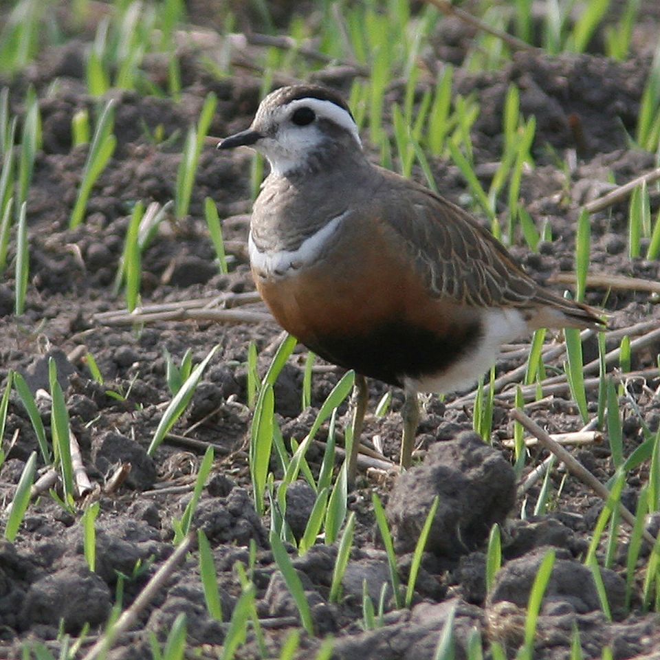Den lille pomeransfugl kan vise sig at være et stærkt argument for modstandere af store vindmøller ved Husby.
