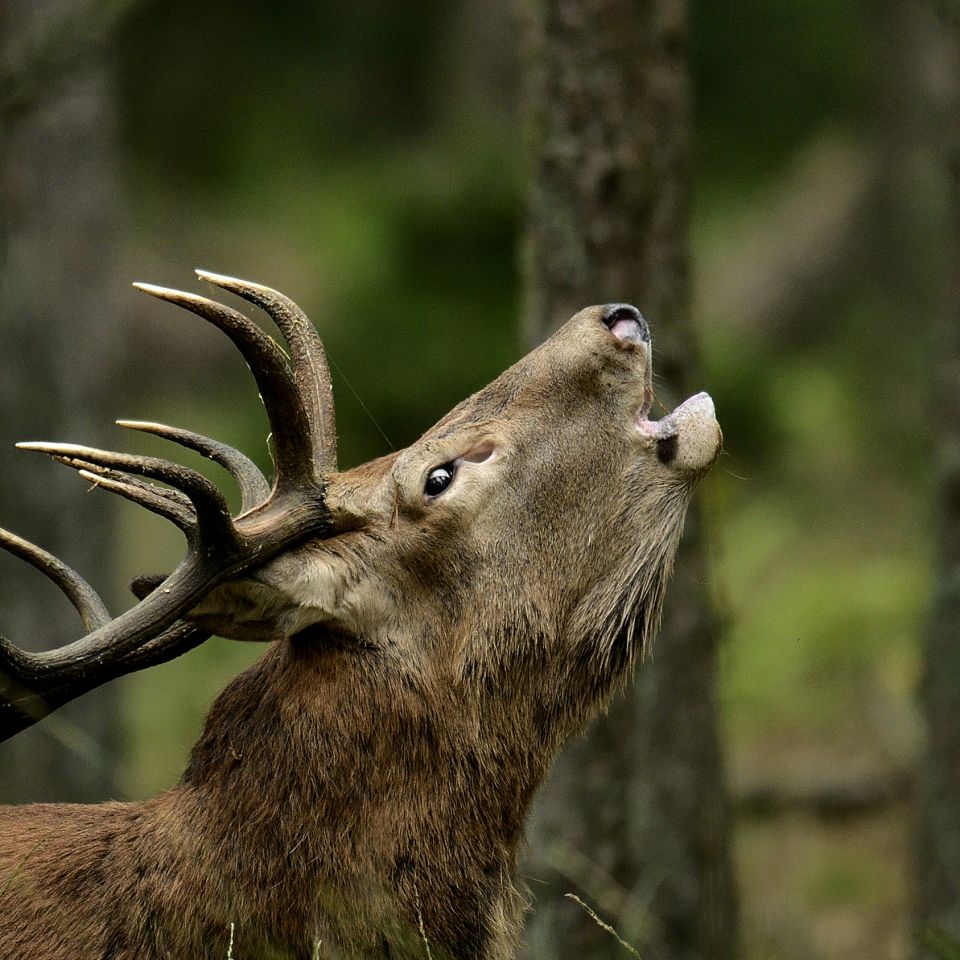 Efteråret byder på en af de helt store naturoplevelser: Krondyrenes brunsttid. Vi har været på intim krondyrjagt - med paparazzi-kamera.