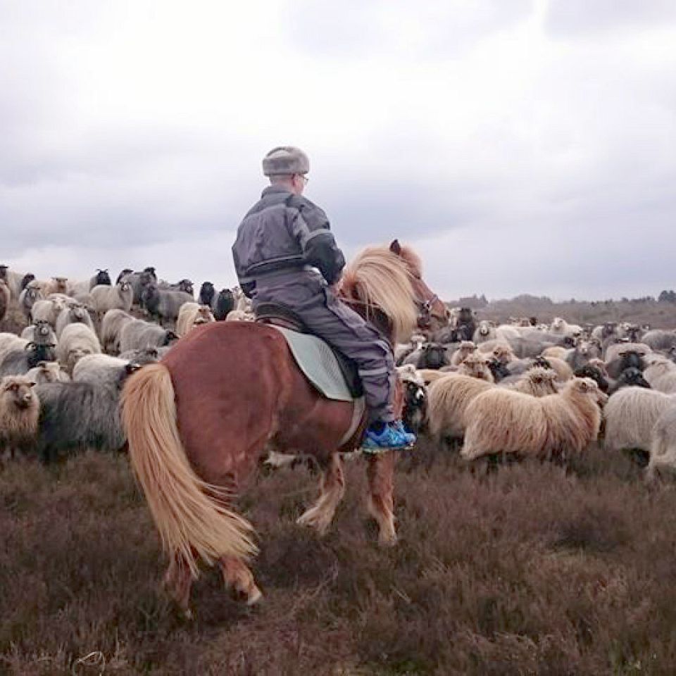 Naturplejer Nina Svanborg fra Bøvlingbjerg deler sin hverdag med får, heste og kvæg på facebook