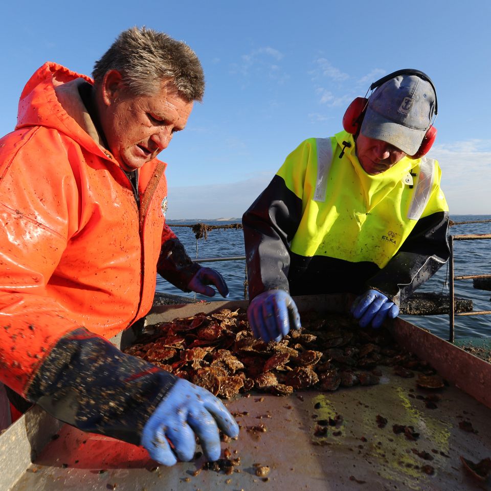 Håbet om at skabe et mekka for opdræt af østers  i Limfjorden vakler efter fund af den frygtede  bonamia-parasit.