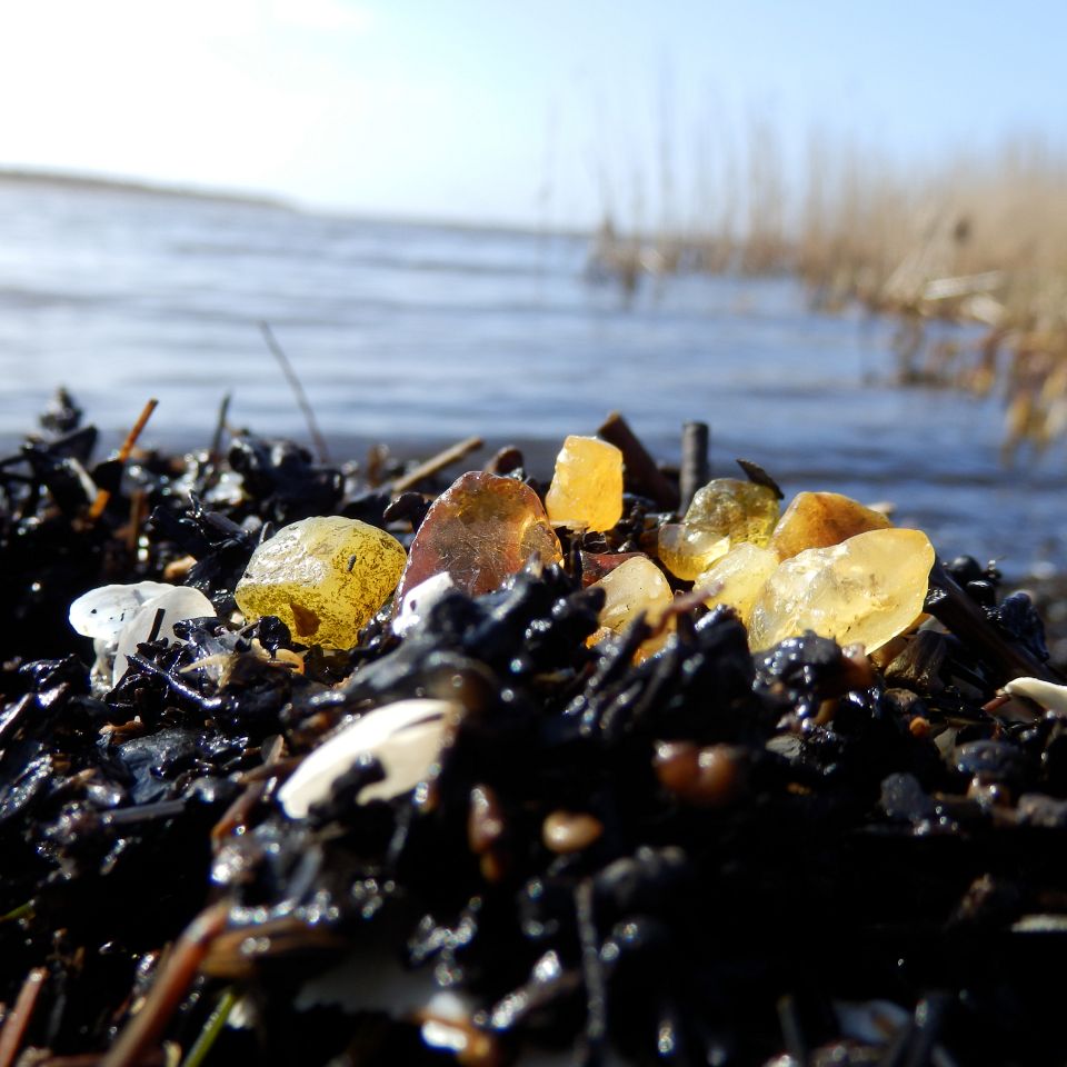 Den tidligere sognepræst i Hvide Sande, Thomas Kristensen, er passioneret ravsamler og fortæller i en ny bog om oplevelser og tanker, når han leder i rørskoven på østsiden af Ringkøbing Fjord.