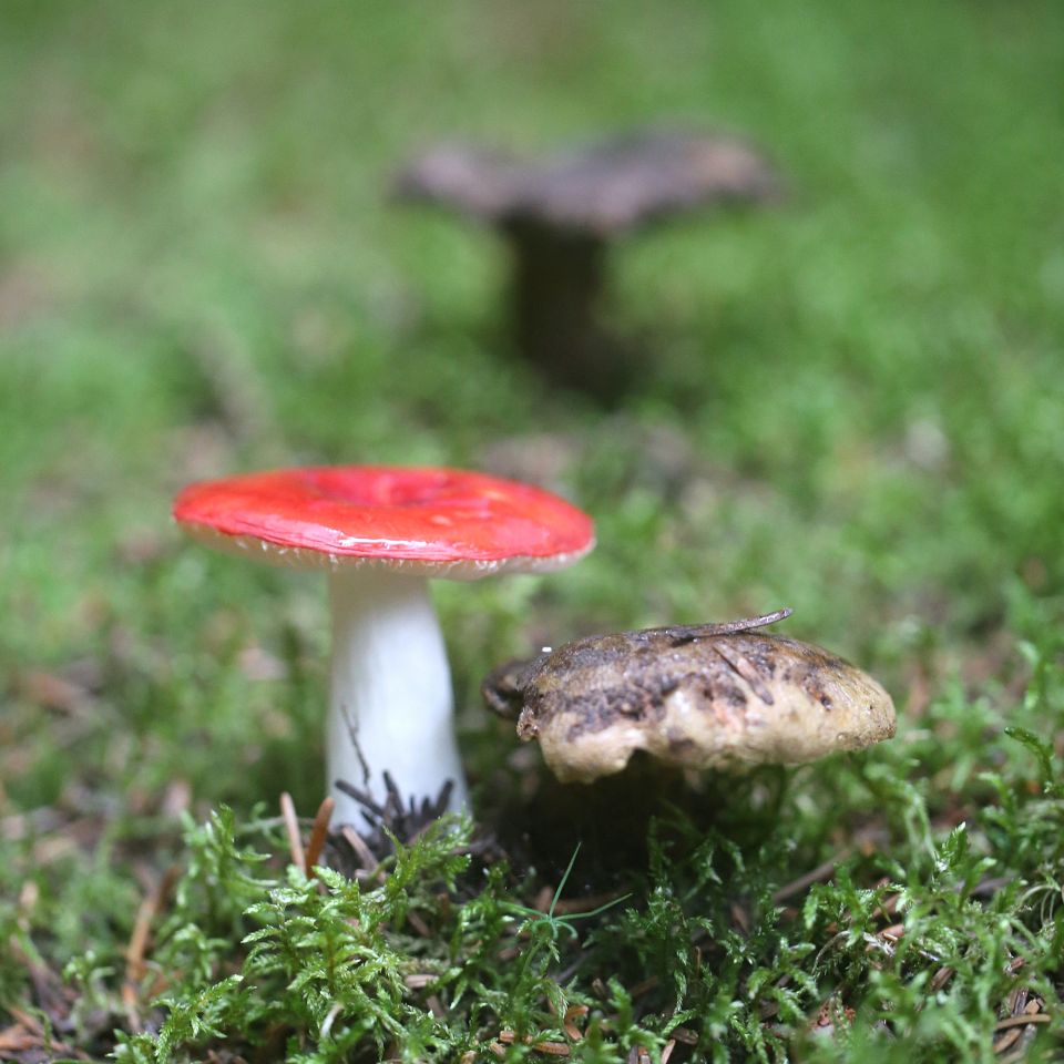 De vestjyske plantager er et righoldigt spisekammer for svampejægere – og sæsonen er længere end de fleste tror 