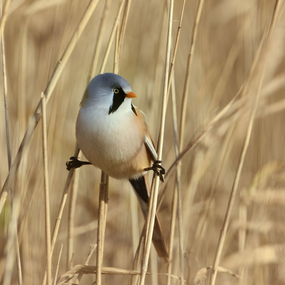Skægmejsen klarer sig godt i Danmark, og netop nu undergår den et sandt kunststykke ud i tilpasning. 