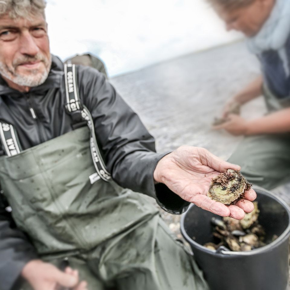 Østers-safari i Limfjorden tiltrækker madglade turister fra hele Europa, der selv vil høste og opleve den efterhånden sjælden limfjordsøsters...