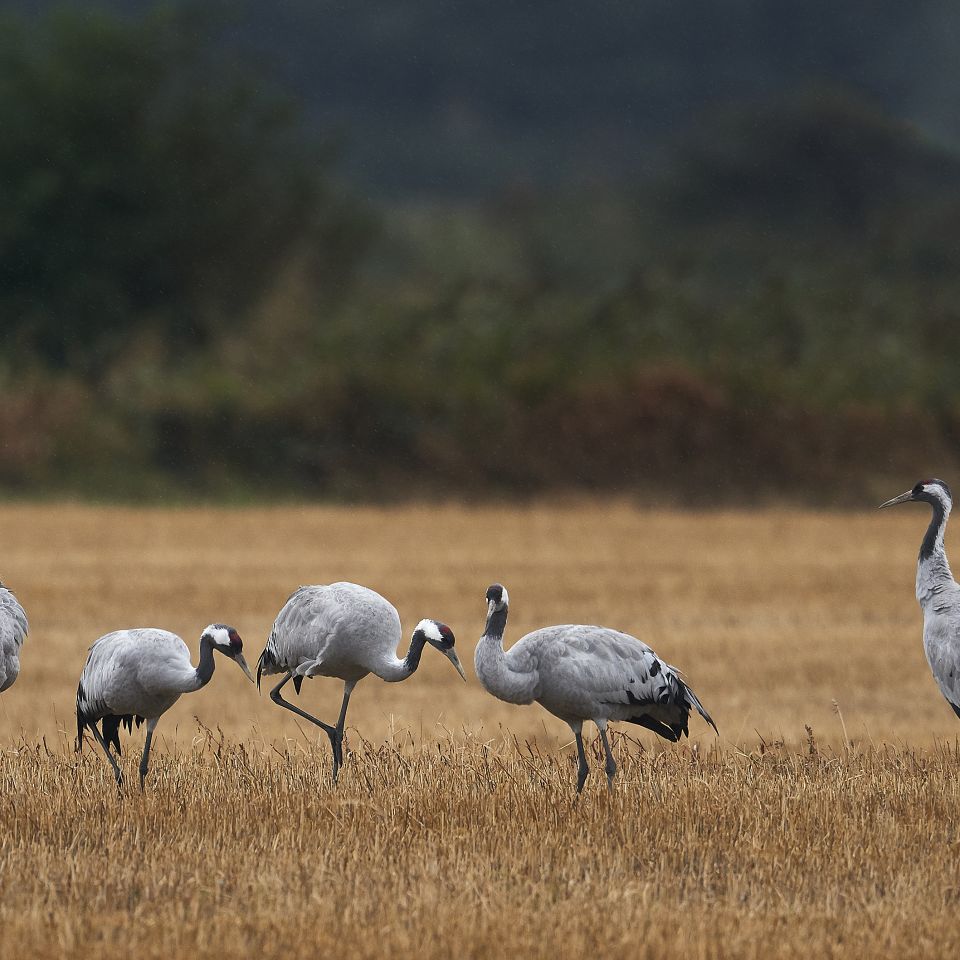Tranebestanden er i framgang, og derved er flere og flere heldige at se den flotte og meget store fugl.