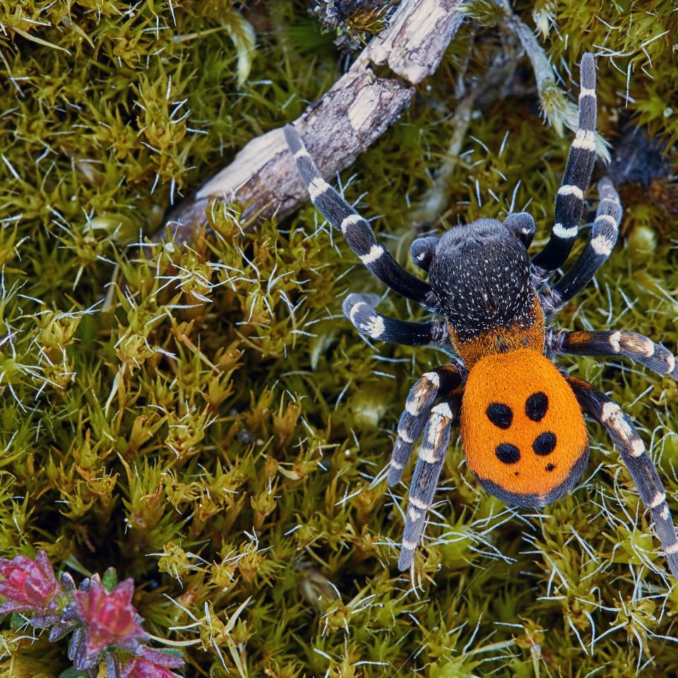 De færreste kender den, men i april og maj kan du faktisk møde denne ret sjældne og spraglede fyr på den vestjyske hede.