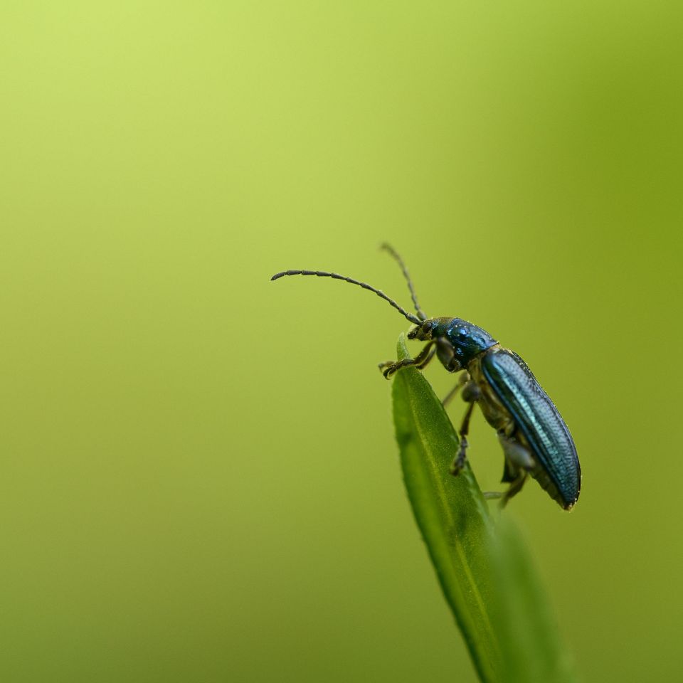 Naturfotograf fra Staby, Mikkel Jezequel, barsler i sommer med en stor, udendørs fotoudstilling i Holstebro, Vinderup og Ulfborg. 