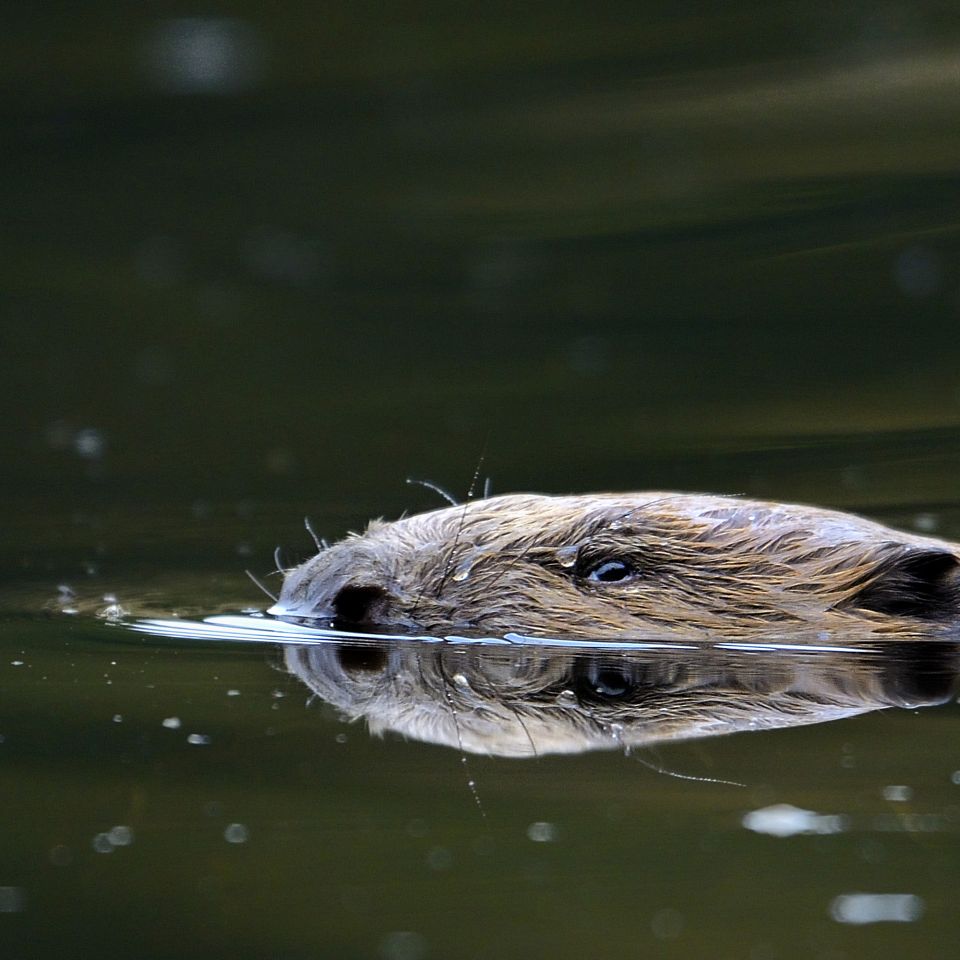 Ligesom ulven deler bæveren vandene: naboerne er sure på den, andre fascineres af den,