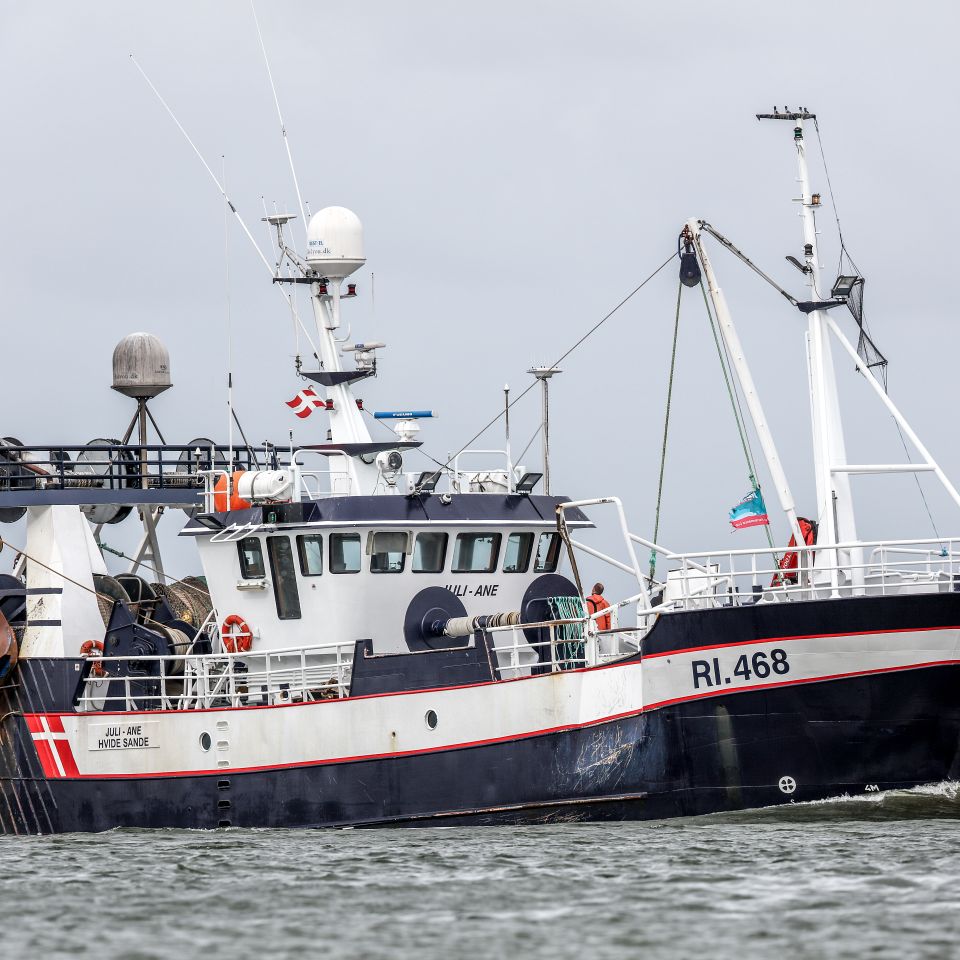 Skindsteget kulmule med blomkålspuré og lun blomkålssalat