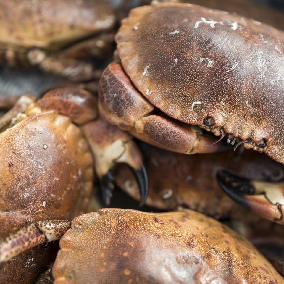 Efterårets krabbefestival på havnen i Lemvig er meget mere end en fødevare-event. 