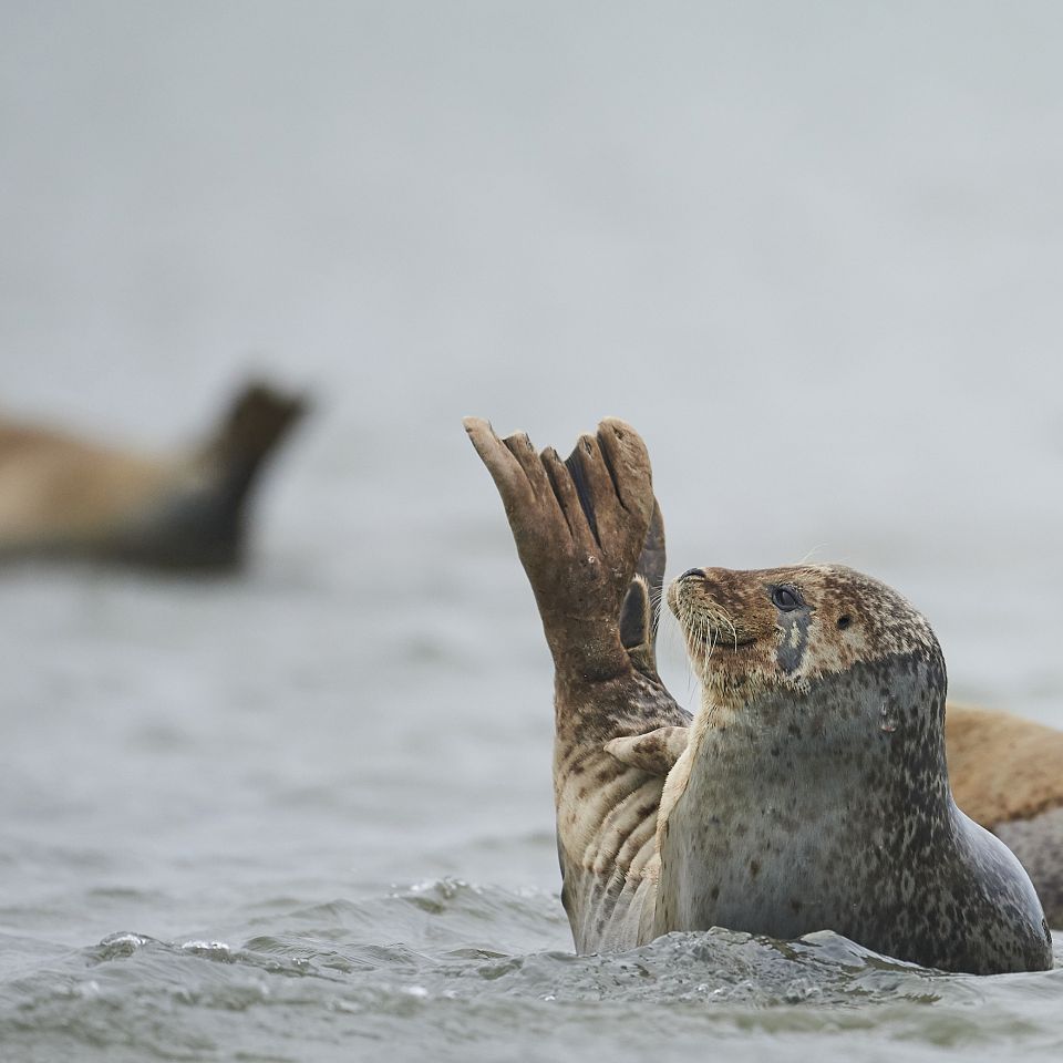 Hver dag tager op til flere hundrede sæler sig en god, lang lur på sandbankerne i Limfjorden i den nederste del af Nationalpark Thy. 