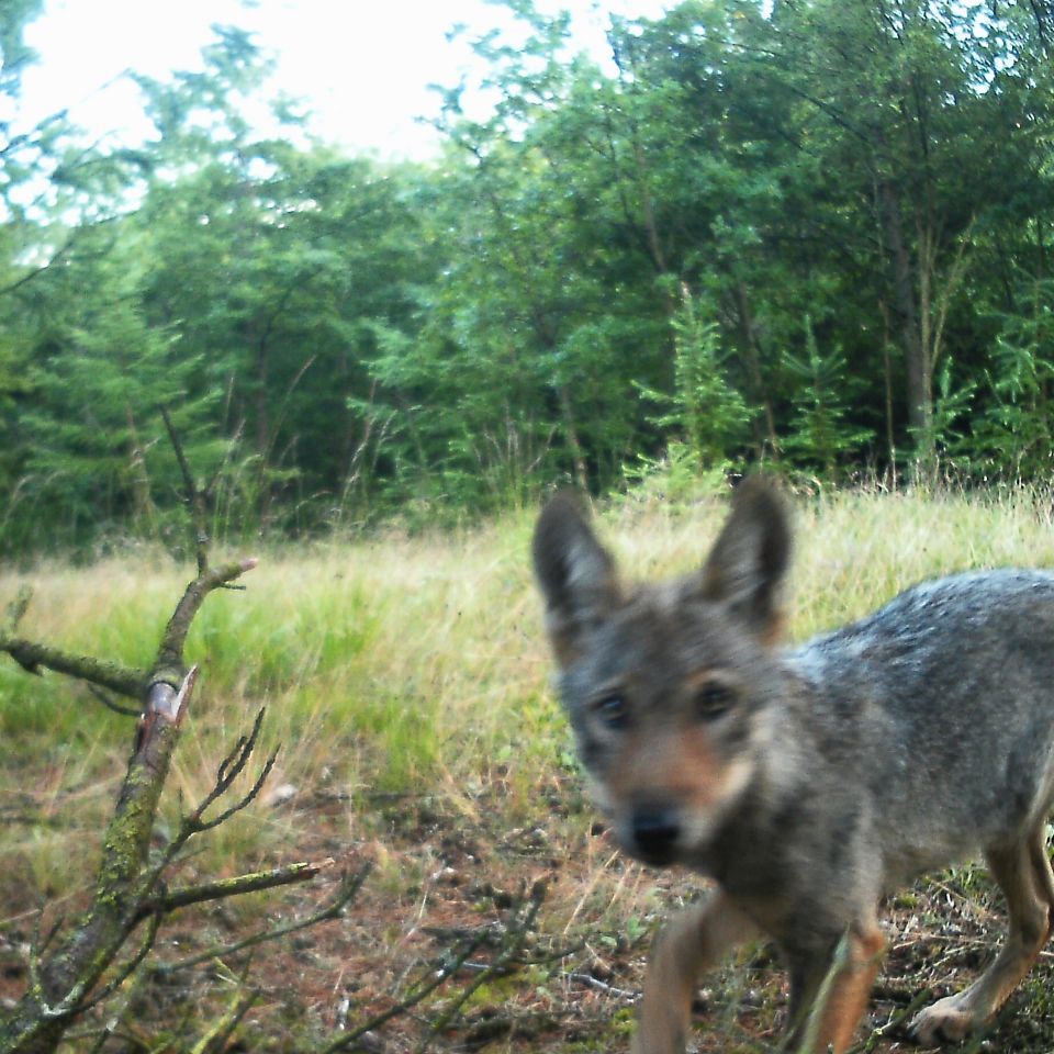 Danmarks første, officielle ulvehvalpe kom til verden i Stråsø Plantage ved Ulfborg i foråret.
