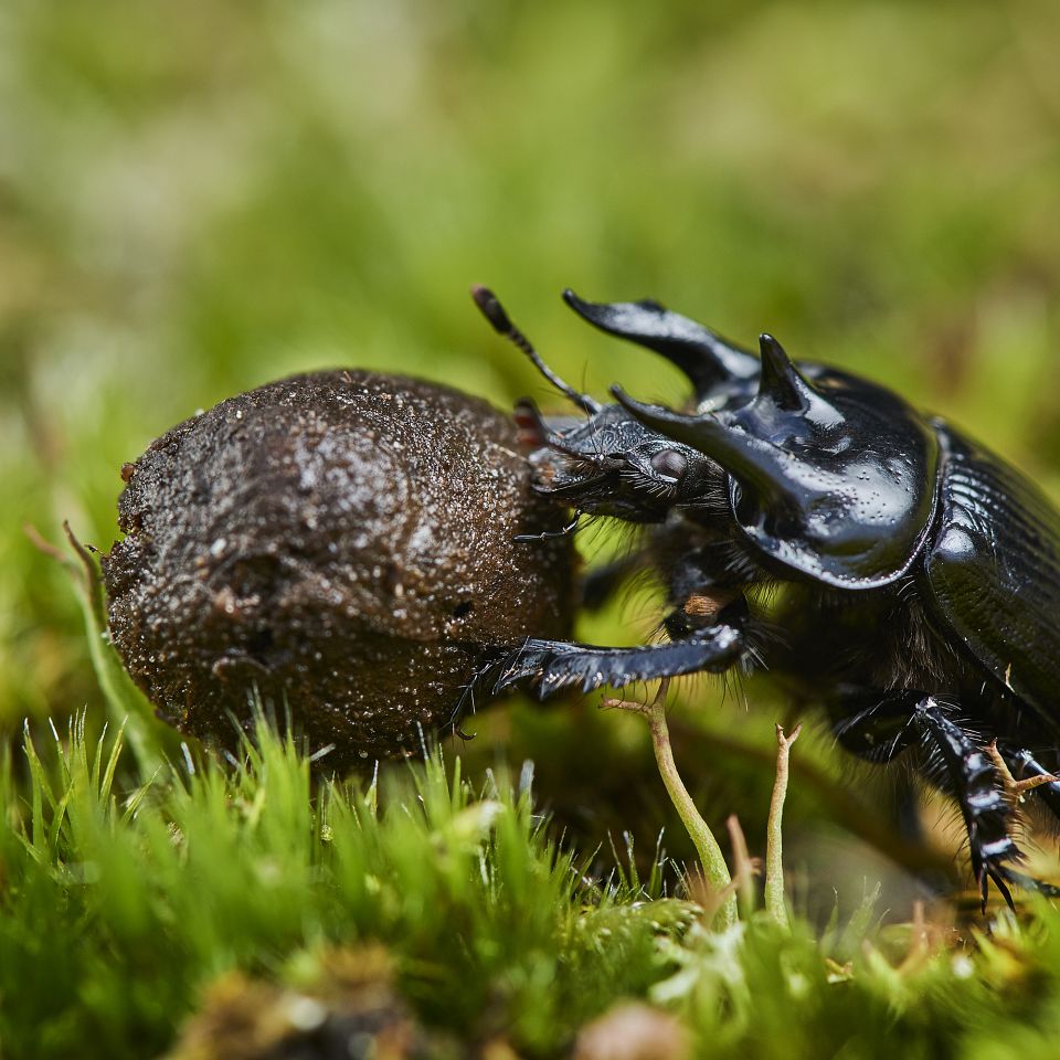 Netop nu huserer en af de vigtige spillere i økosystemet på den jyske hede. Naturens skraldemand, om man vil, den trehornede skarnbasse ...