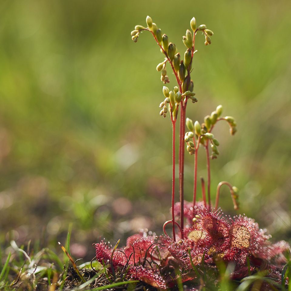 Den kødædende plante spiser insekter. Men hvad nu, når den har brug for, at insekterne overlever, fordi den skal bestøves? 