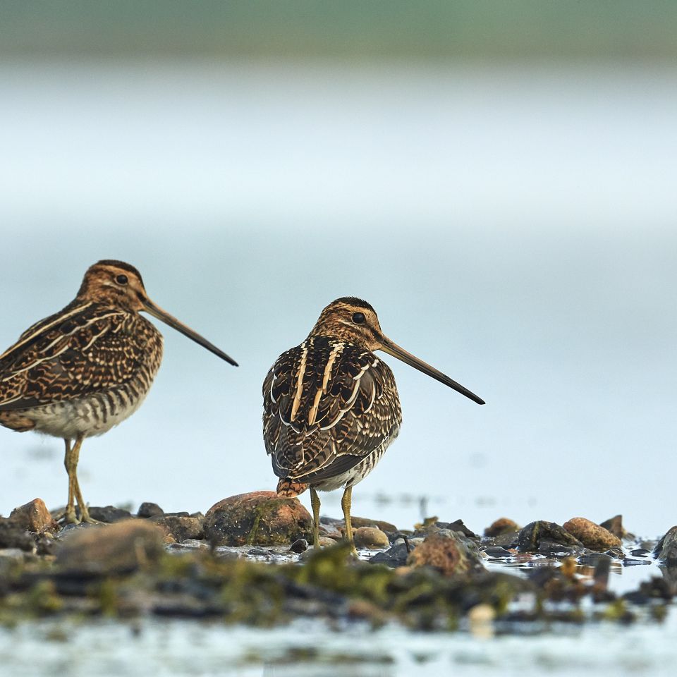 Vest Stadil Fjord er en kendt fuglelokalitet, men den tørre sommer har trukket vadefugle til området i hidtil uset antal.