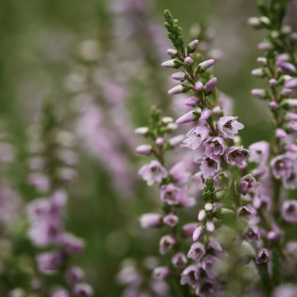 Vi har selv skabt den danske hede gennem mange års udpining af jorden, og folk har boet her i stor fattigdom 