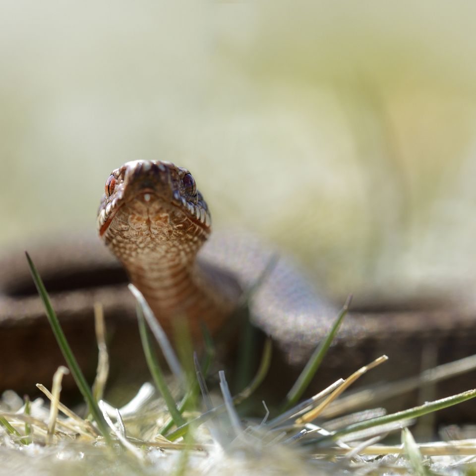 Hugormen er tæt knyttet til den særlige  vestjyske natur, og dens fremkomme efter vinter er et sikkert forårstegn...