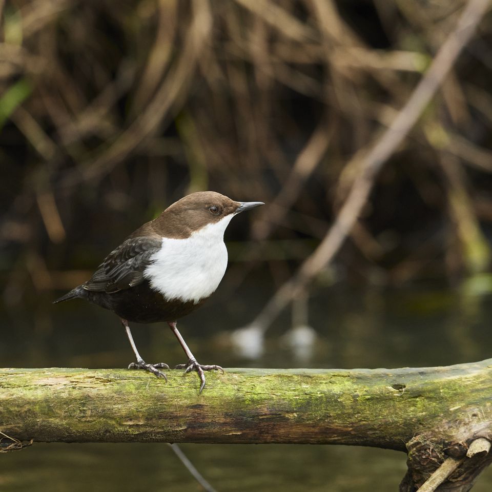 Vandstæren både danser, bader og svømmer.