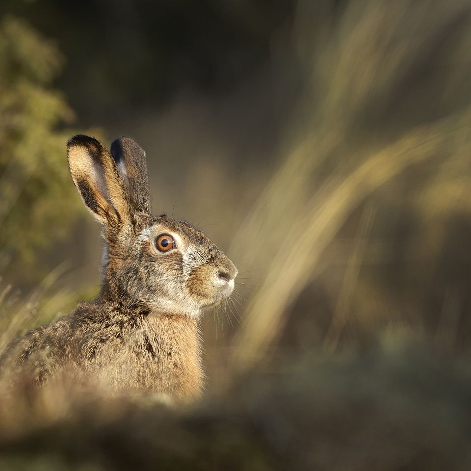 Haren er mester i kamuflage, den har nogle vilde sanser og sætter en høj fart...