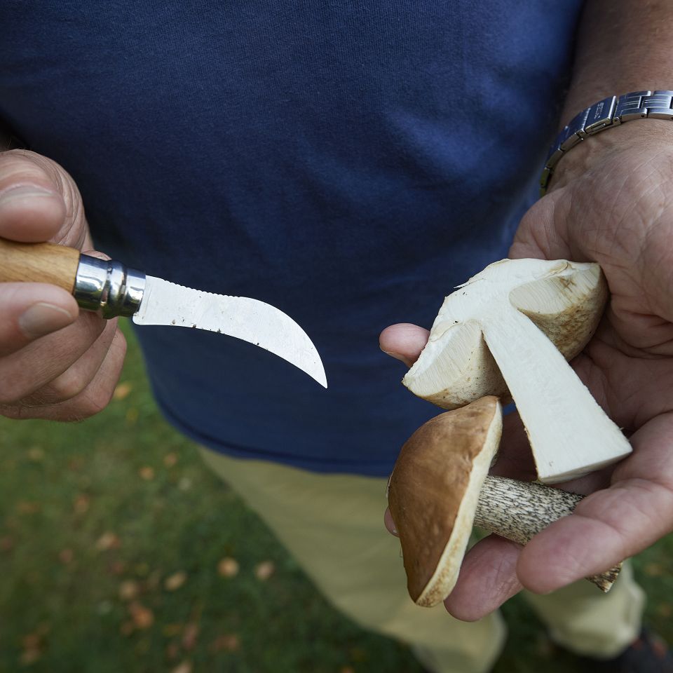 I efteråret tager mange gerne turen ud med svampekurven for at finde lidt til aftensmaden.