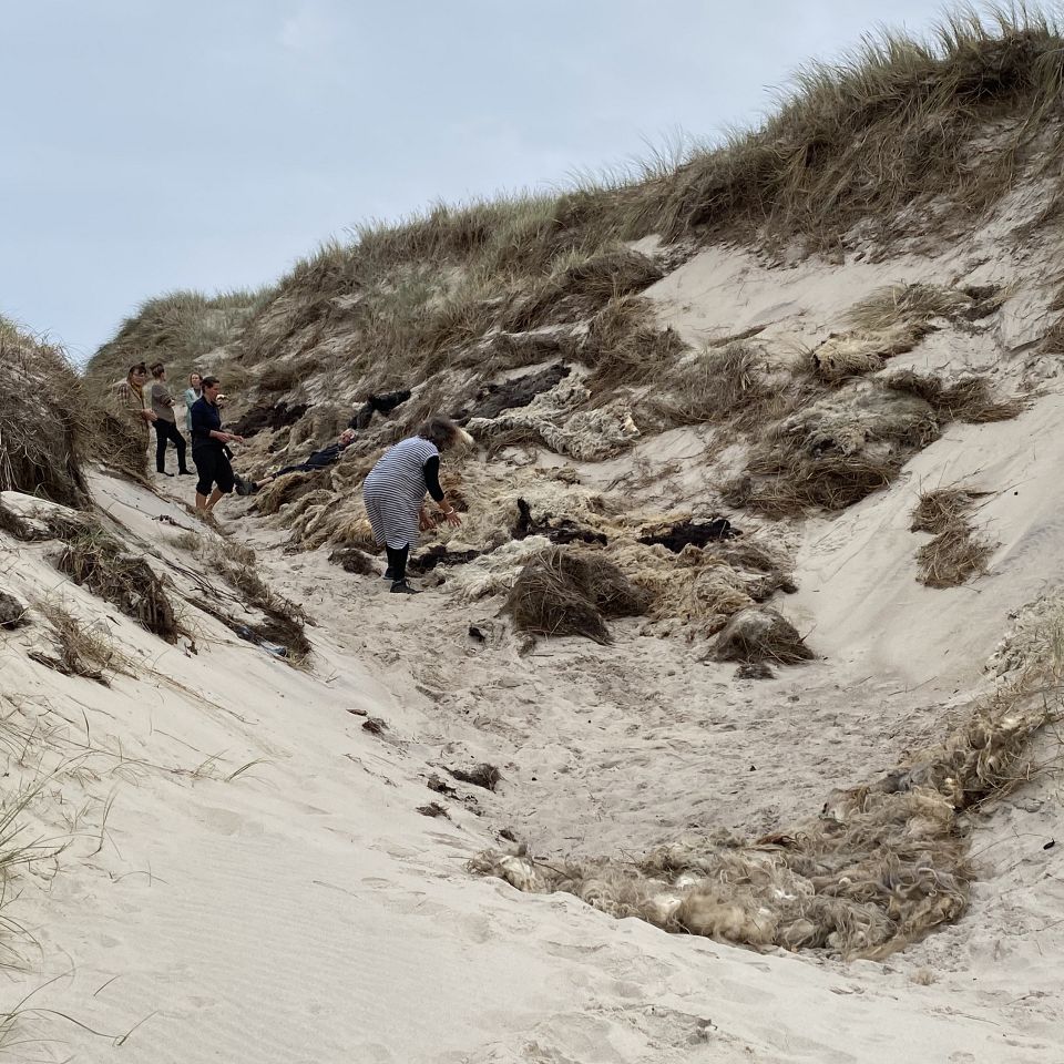 Hyrdegård i Torsted ved Ulfborg er indstillet til Nordisk Råds Miljøpris for sin indsats for at pleje den sårbare natur i den kystnære lynghede.