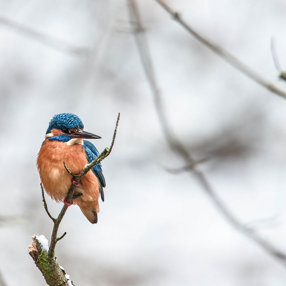 Isfuglen er farvestrålende som få andre fugle, og så er den i fremgang herhjemme - også i Vestjylland...