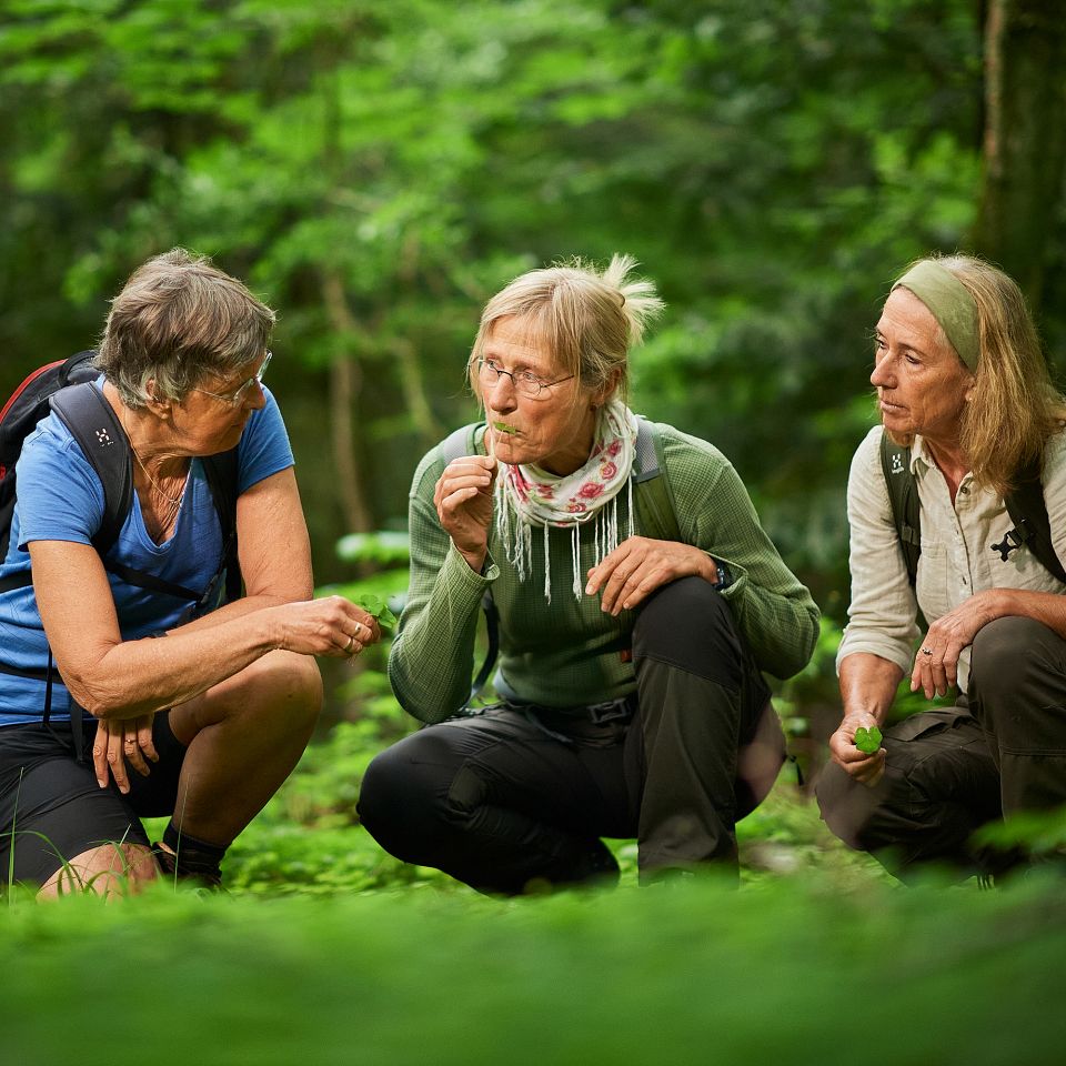 Klitplantagens forunderlige flora - en artikel af Alopex Media