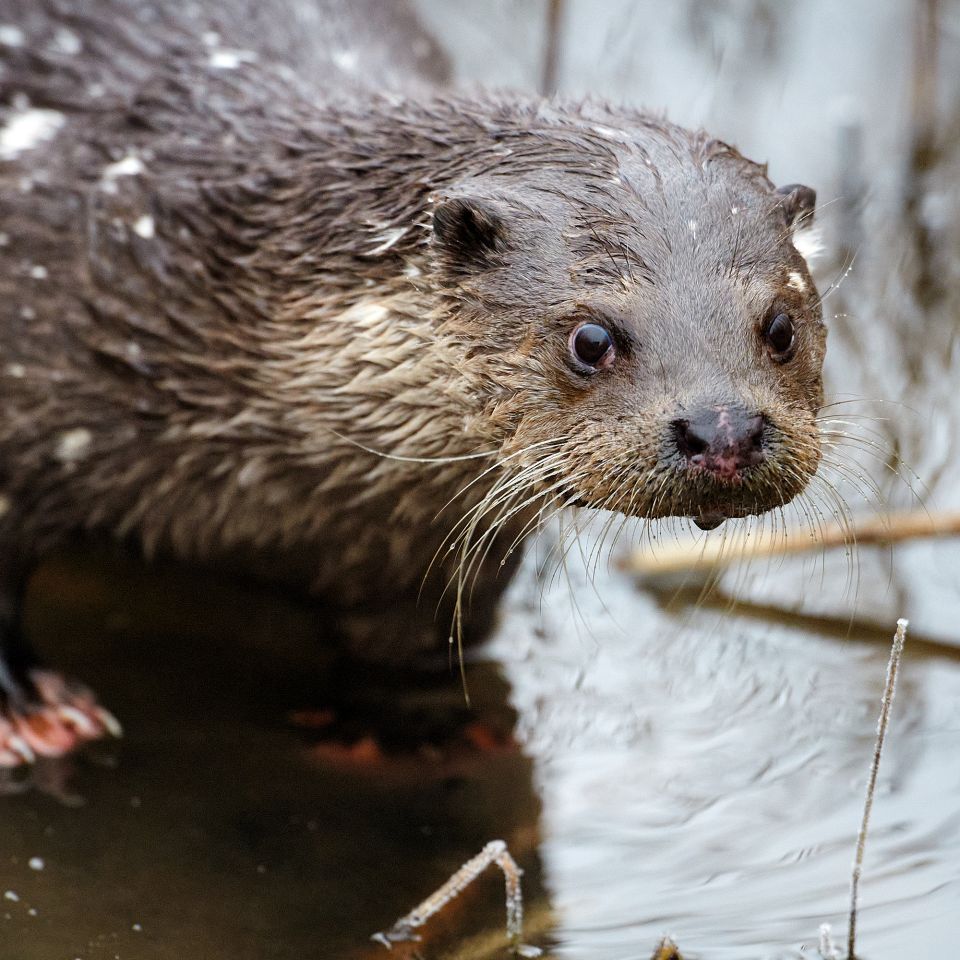 Odderen har været tæt på at uddø i Danmark, men takket være en målrettet indsats trives dyret nu igen...
