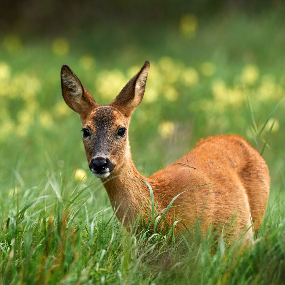 En artikel om rådyret lavet af Alopex Media