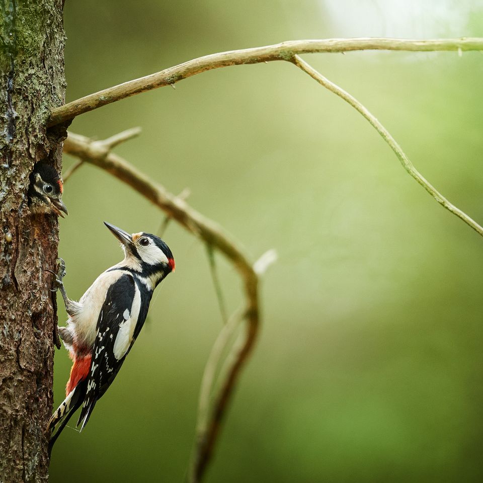 Skovens trommeslager - artikel om Flagspætten