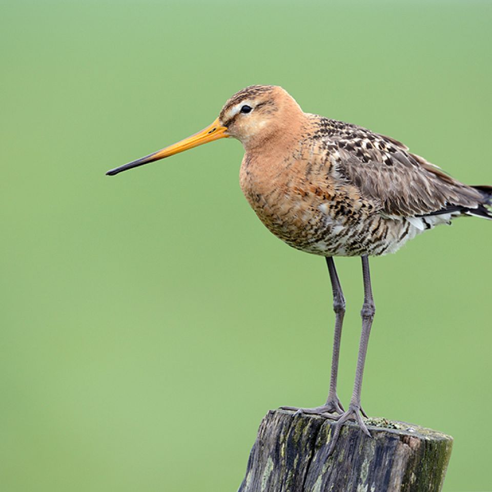 Rejekutter i Thyborøn Havn. Foto: Johan Gadegaard