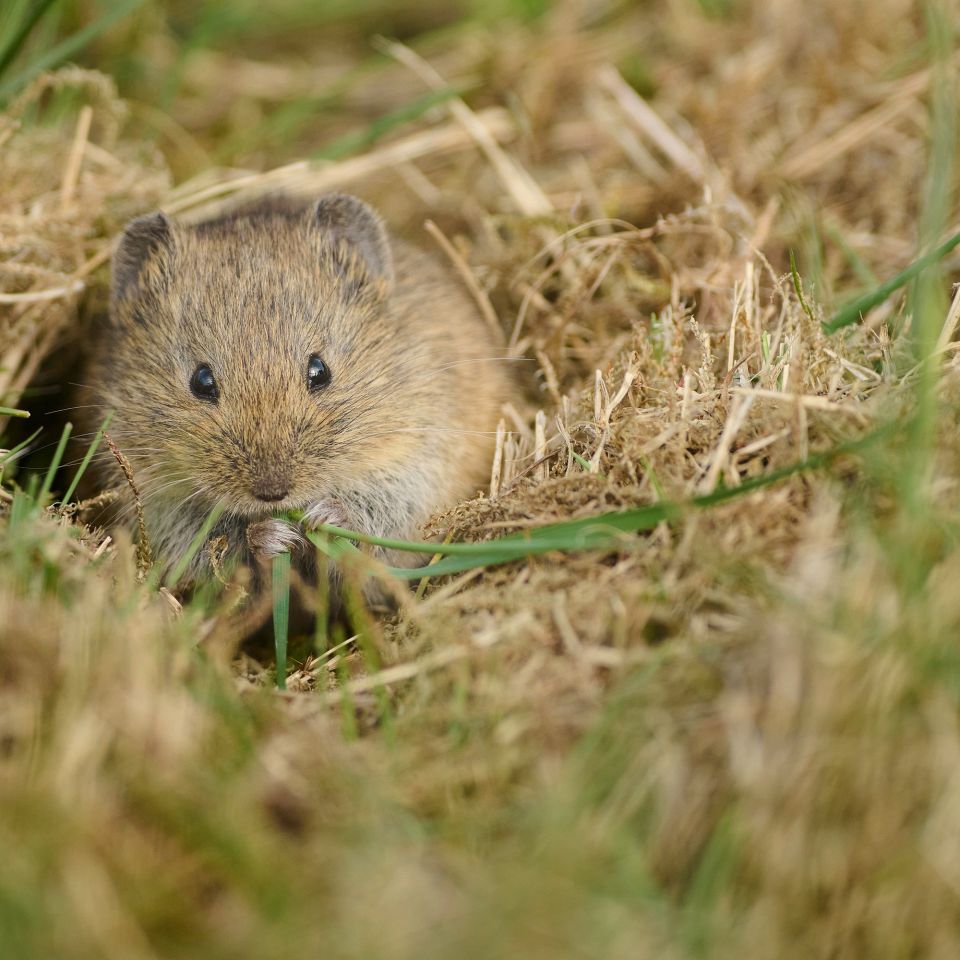 En musefamilie flyttede ind - en artikel fra Alopex Media om markmusen