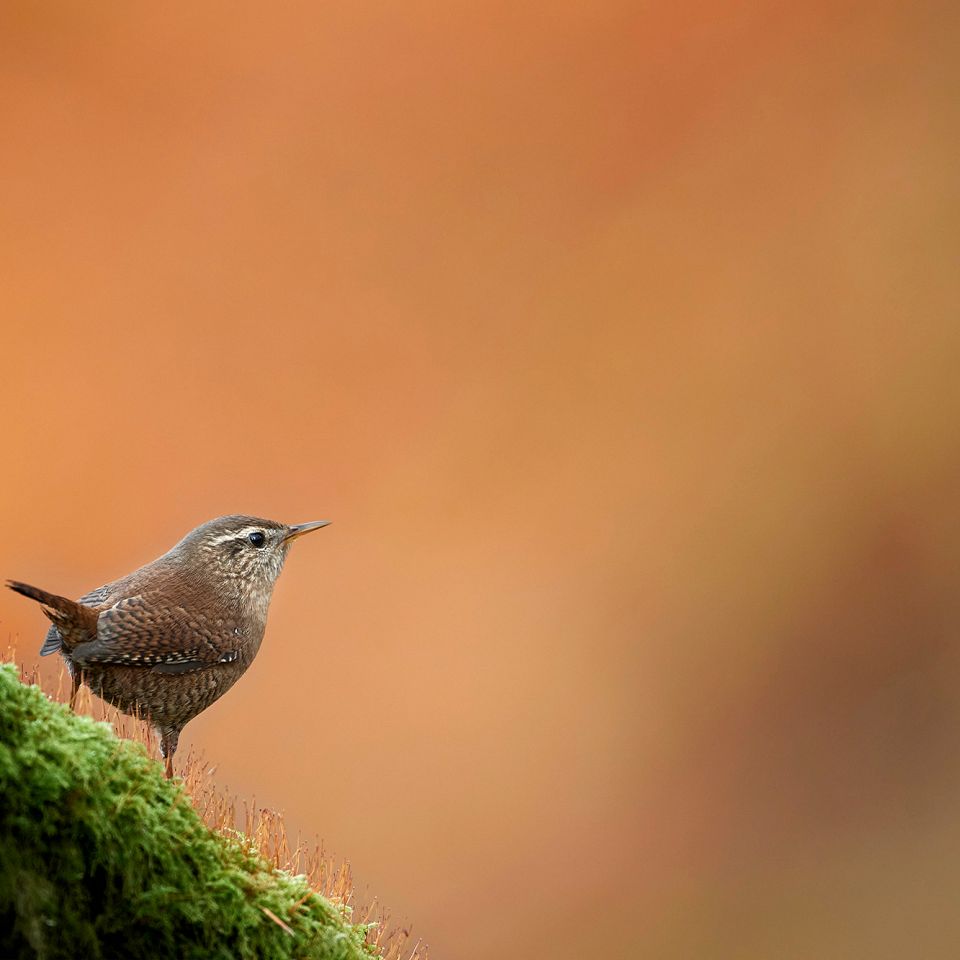 Rejekutter i Thyborøn Havn. Foto: Johan Gadegaard