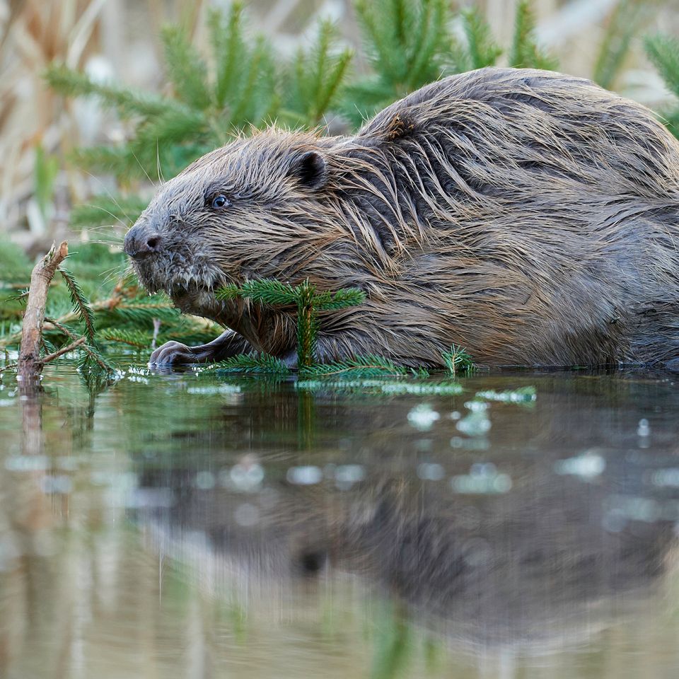 Rejekutter i Thyborøn Havn. Foto: Johan Gadegaard