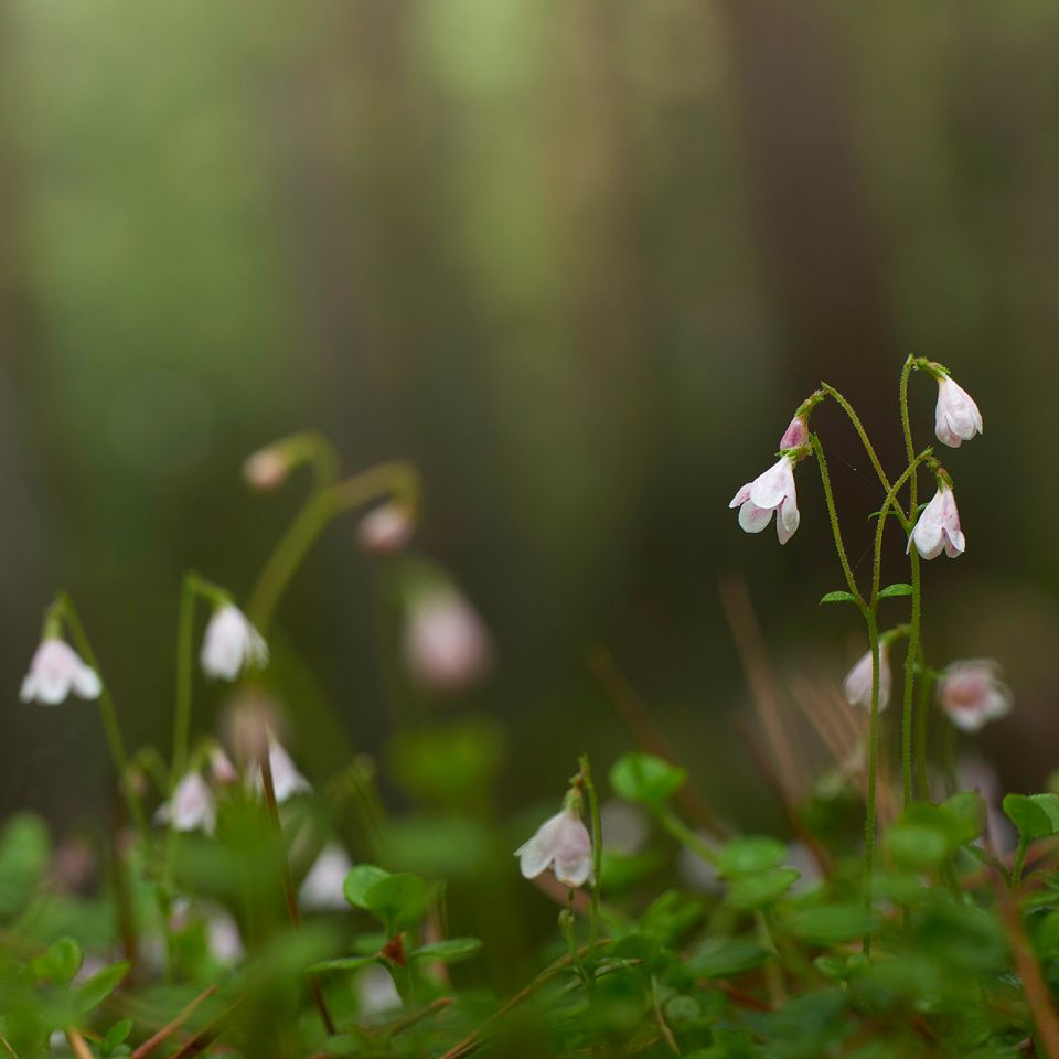 Rejekutter i Thyborøn Havn. Foto: Johan Gadegaard