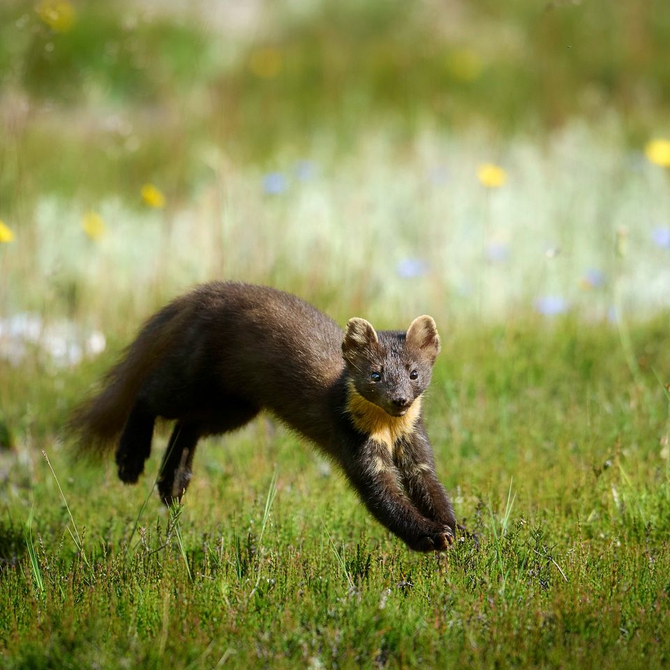 Skovmåren er lidt af et mysterium. Den hører til de mest sjældne pattedyr i Danmark med under 1.500 individer på landsplan. 