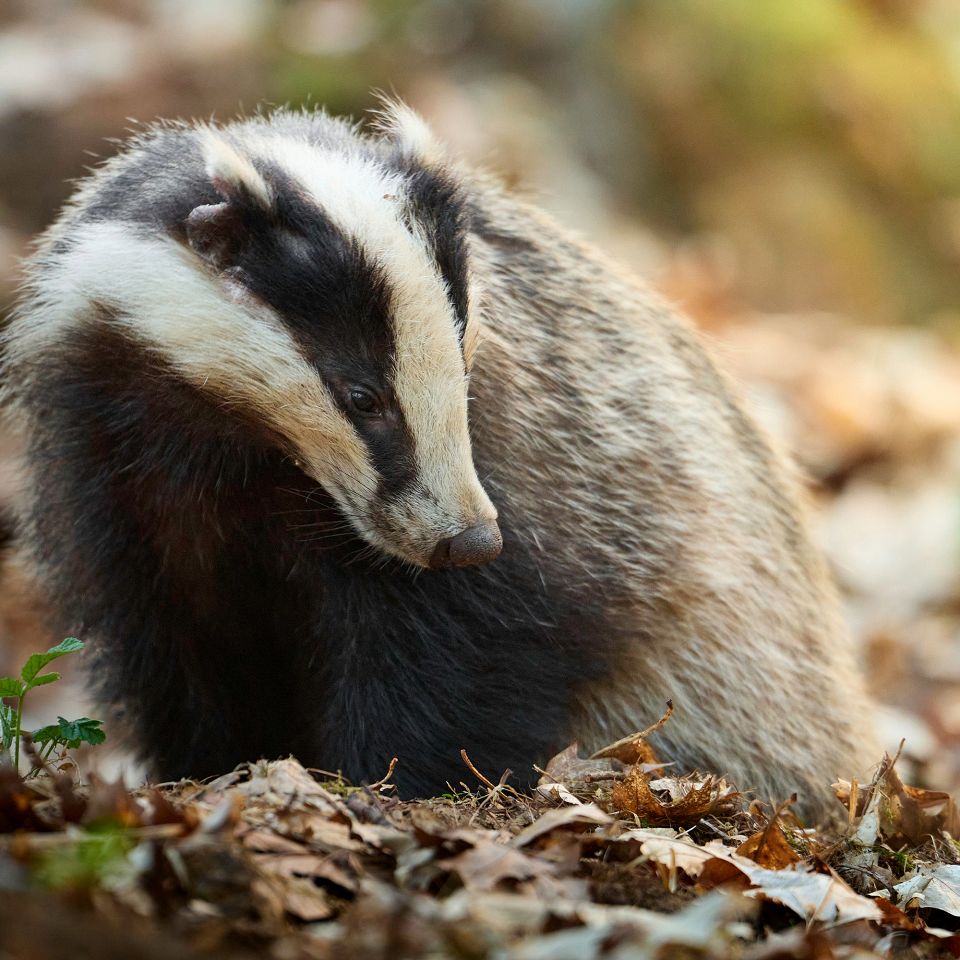 Grævlingen vågner, når vi andre går i seng. Den lever om natten og vandrer stille rundt i mørket...