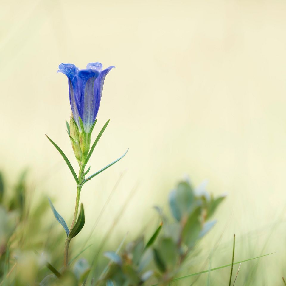 På de vestjyske klitheder vokser en ganske særlig plante. Den smukke Klokkeensian 