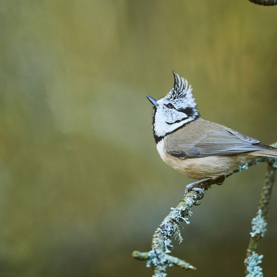 Topmejsen fotograferet af Mikkel Jézéquel, Alopex Media