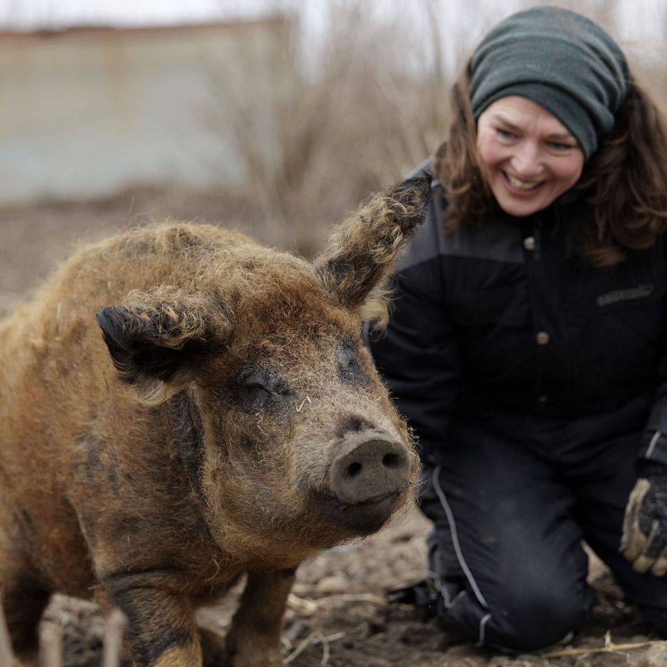 Velfærd for både mennesker og dyr er i højsædet hos Rikke og Franks Svineri i Trans