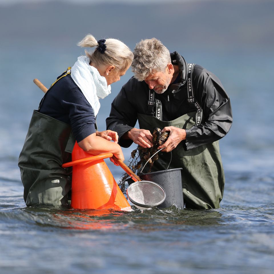 Østerssafari fra arrangeret af JyllandsAkvariet. Foto: Henrik Vinther Krogh