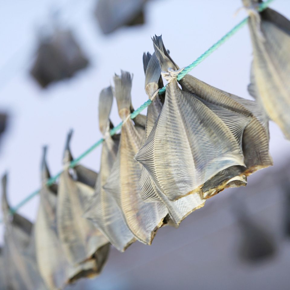 Tørfisk hænger på snoren i Harboøre. Foto: Henrik Vinther Krogh