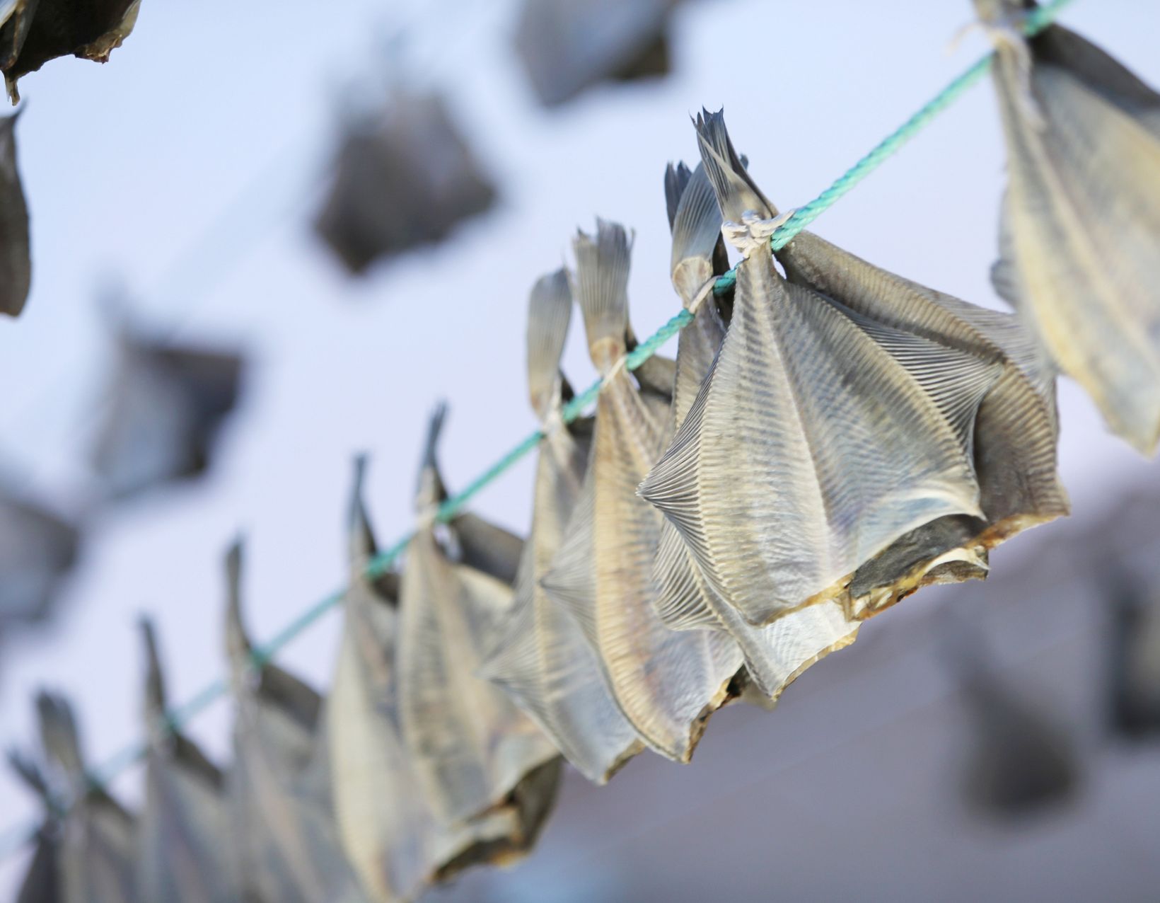 Tørfisk på snor - billede taget af Henrik Vinther Krogh